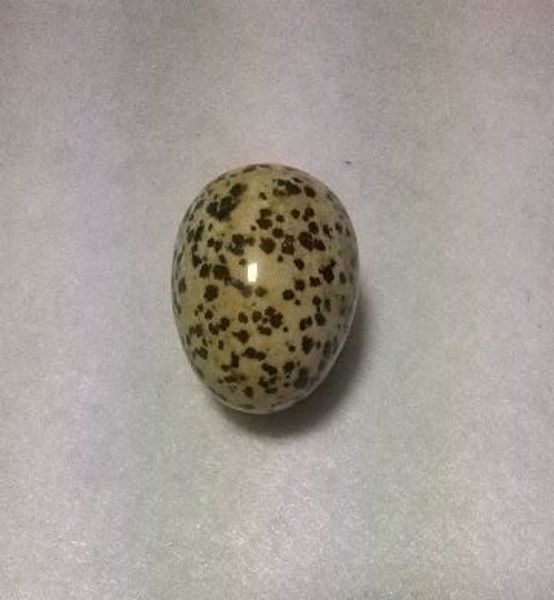 Imagen de PIEDRA NATURAL JASPE DALMATA FORMA HUEVO