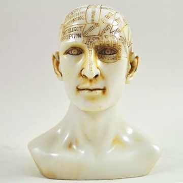 Imagen de CABEZA DE FRENOLOGÍA