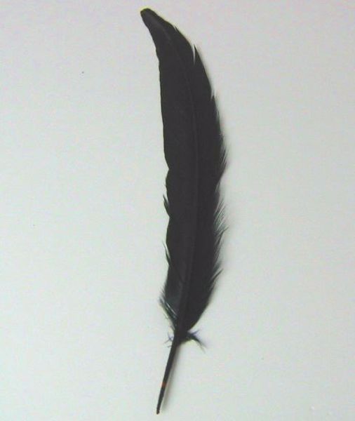 Imagen de Pluma negra  25X3 cms aprox