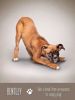 Imagen de yoga dogs deck & book set